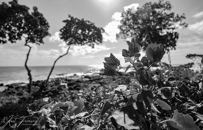 Pink Bougainvillea on the beach in front of Club Med Albion Mauritius