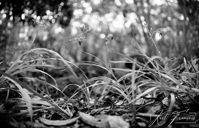 Flowers of Daruty Forest Mauritius