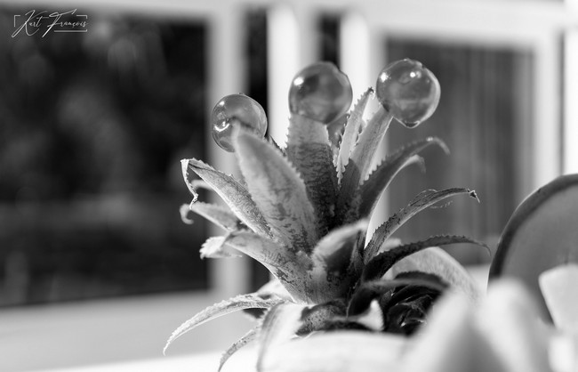 Pineapple and Cherries bokeh photography